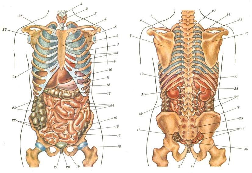 estrutura do corpo e dor sob a omoplata esquerda